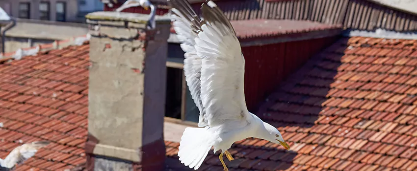 Residential Chimney Animal Removal Solution in Chowchilla, CA