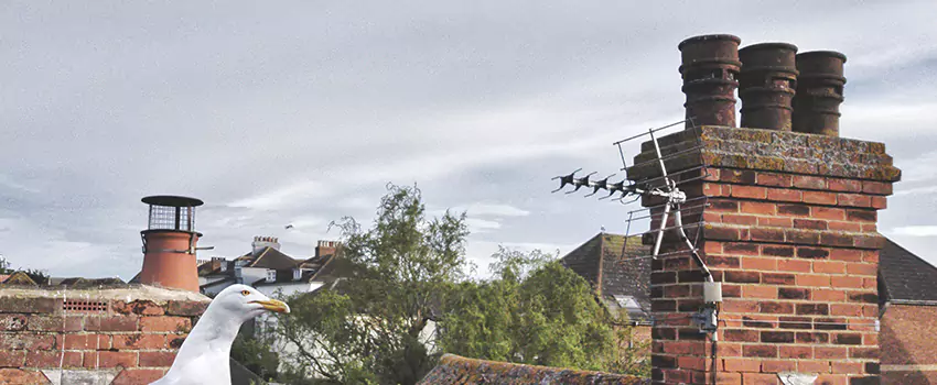 Chimney Cleaning And Restoration in Chowchilla, California